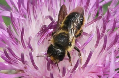 Osmia sp.